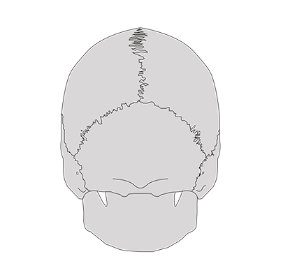 Alignement du crâne, de l'atlas et de l'axis. Les condyles occipitaux reposent sur les surfaces articulaires de l'atlas.