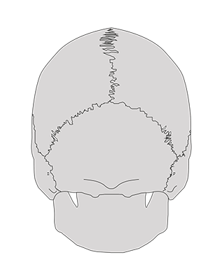 Alignement du crâne, de l'atlas et de l'axis. Les condyles occipitaux reposent sur les surfaces articulaires de l'atlas.
