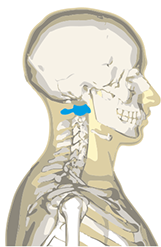 Profil et positionnement de l'atlas en première position des vertèbres cervicales, C1.